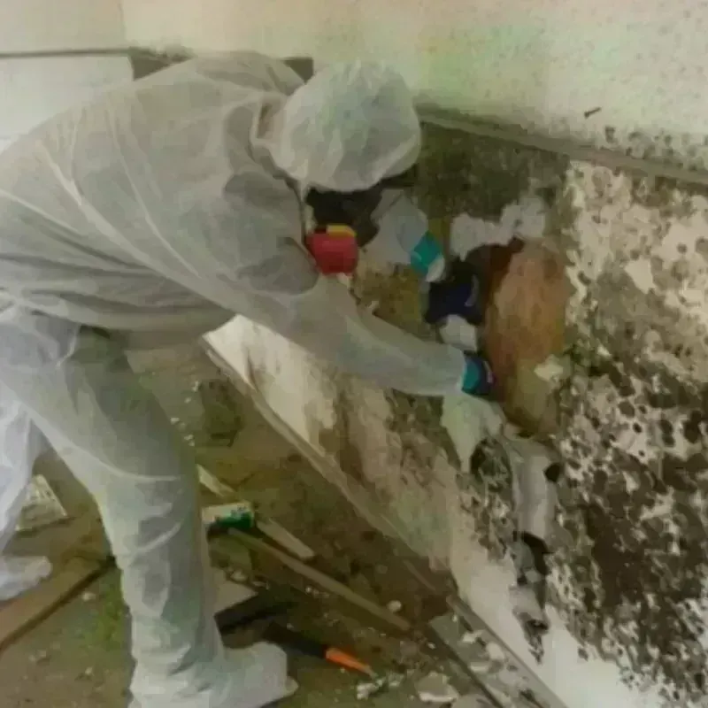 Mold Remediation and Removal in Holliston, MA